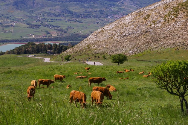 Sicily Countryside